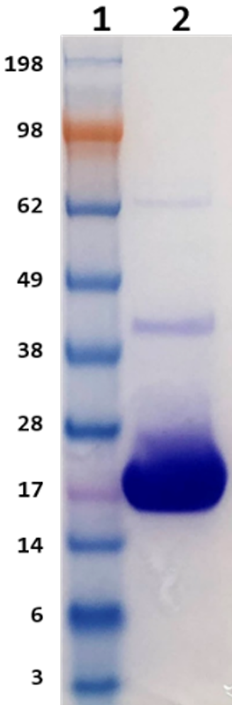 SeLENOZYME