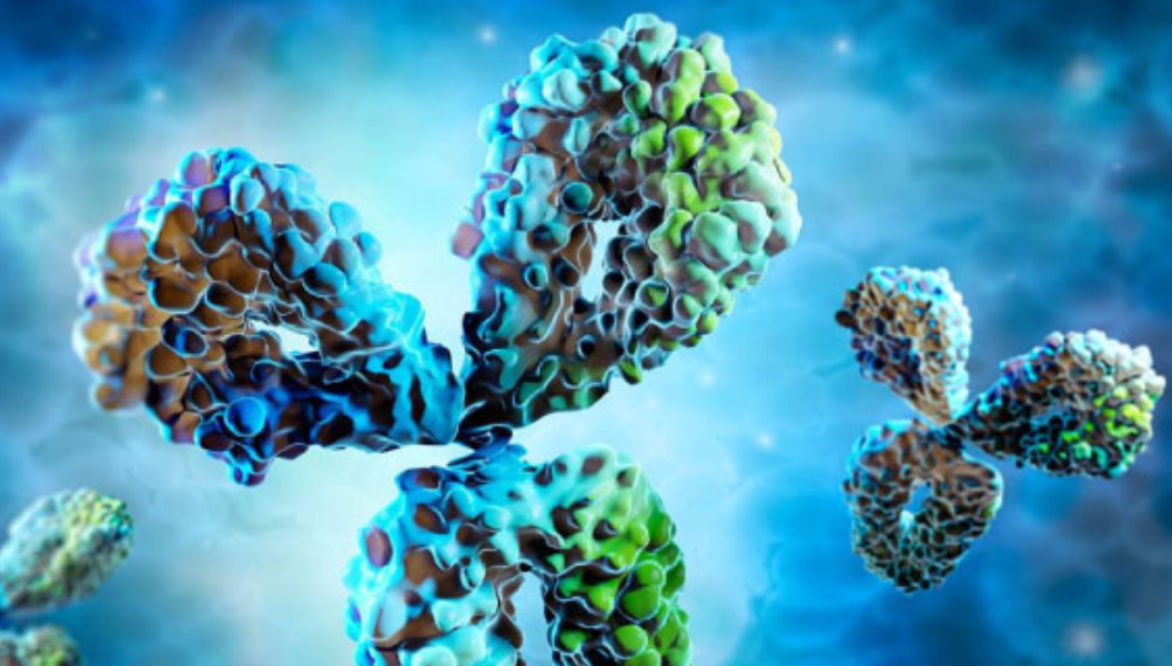 Precision Antibody