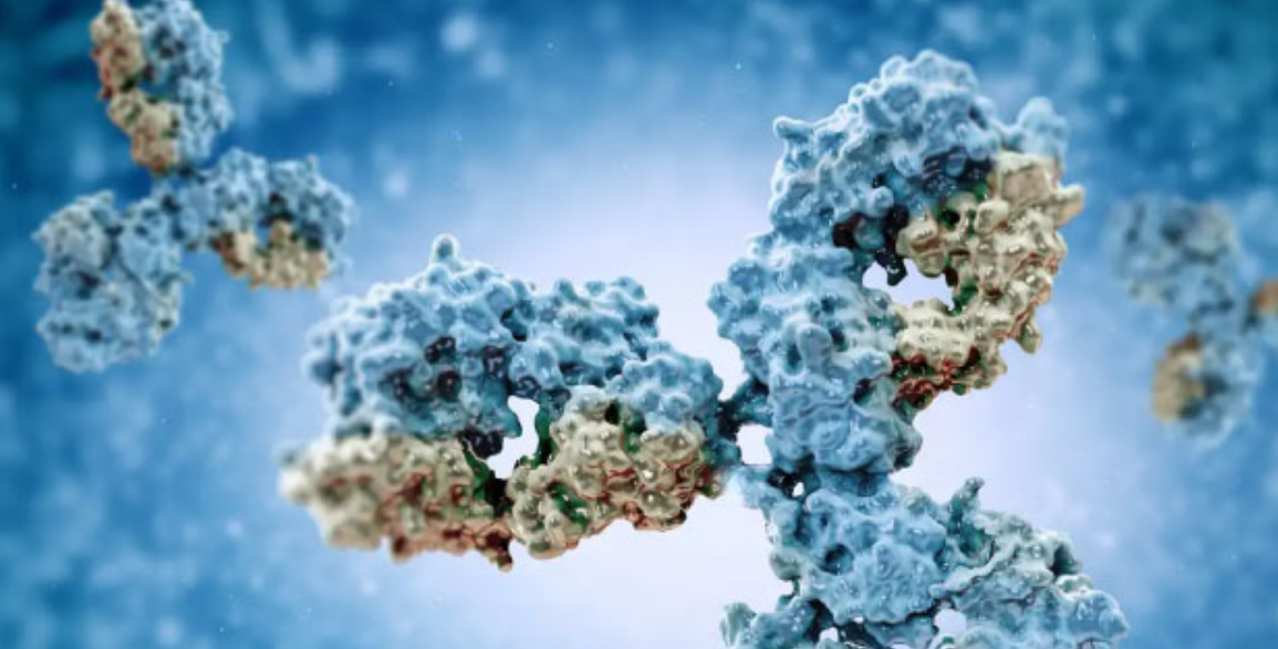 Precision Antibody