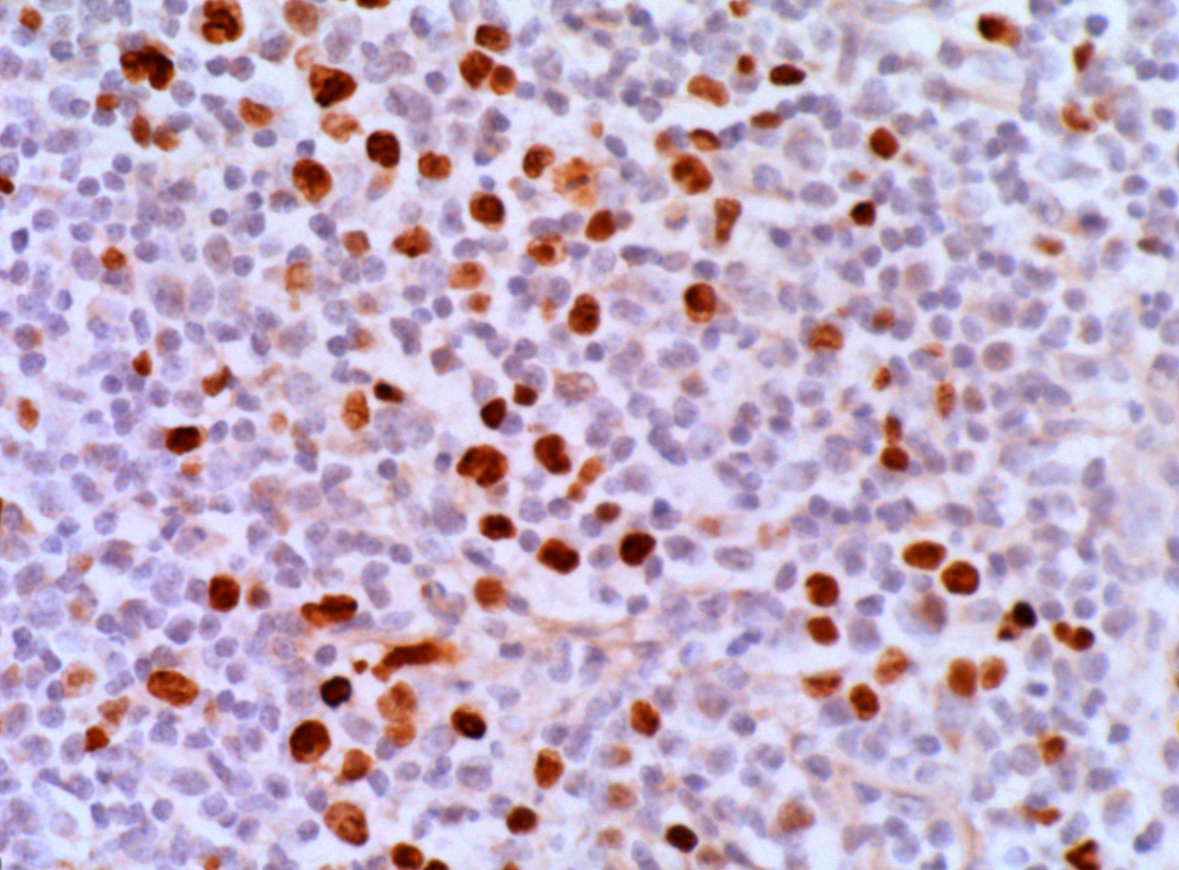 PanPath B.V.