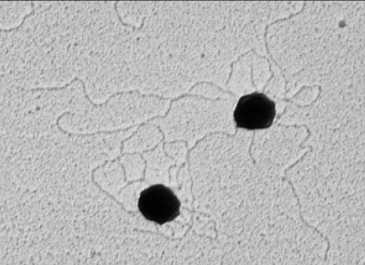 NanoPartz