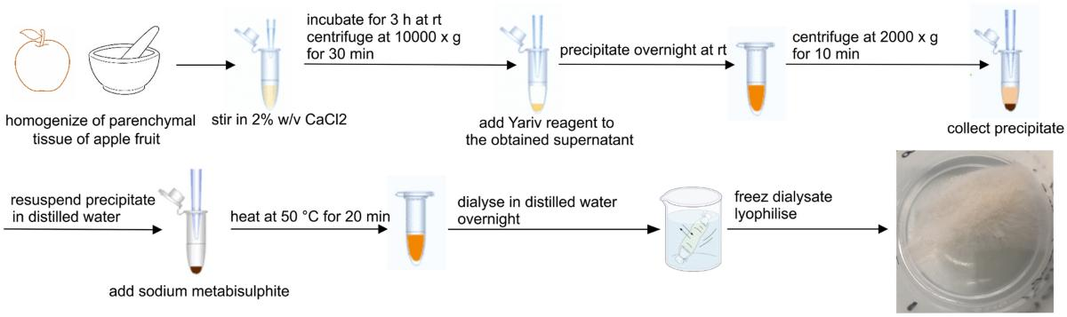 Yariv试剂与阿拉伯半乳聚糖蛋白