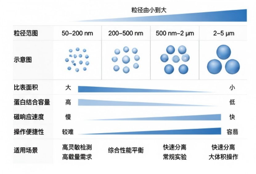磁珠粒径选型
