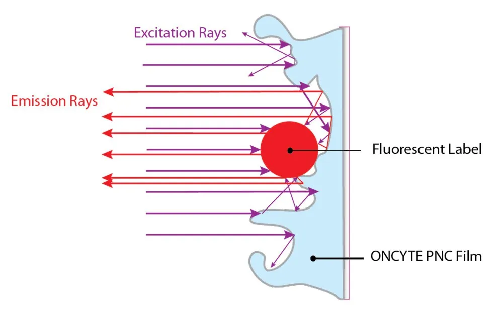 ONCYTE® FILM SLIDES ONCYTE® FILM SLIDES